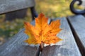 Red maple leaf on the bench Royalty Free Stock Photo