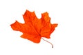 Red maple autumn leaf isolated on white background Royalty Free Stock Photo