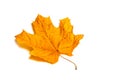 Red maple autumn leaf isolated on white background Royalty Free Stock Photo
