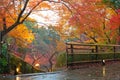 Colorful maple trees in autumn sunset time, light up and raining effect to fallen leaves in garden. Royalty Free Stock Photo