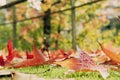 Red maple autumnal leaves fallen in the green grass Royalty Free Stock Photo