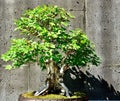 Red maple bonsai against a brick wall. Royalty Free Stock Photo