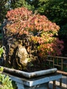 Red maple bonsai tree in classical Chinese garden Royalty Free Stock Photo