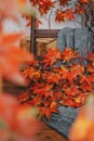 Red maple branches and a gray knitted plaid on a wooden background. October mood. Autumn leaves