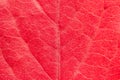 Red Maple bush autumn leaf macro detail veins close up shot isolated on white Royalty Free Stock Photo