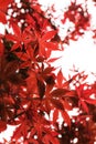 Red maple closeup