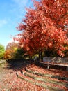 Red Maple at Cornell Gardens Overlook