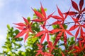 Red maple feathers