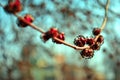 Red Maple Flowers Acer rubrum tree branch with new spring pink flowers, blurry sky bokeh background Royalty Free Stock Photo