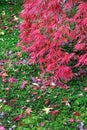 Red maple green moss Royalty Free Stock Photo