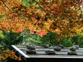 Traditional Japanese house roof with red maple fall foliage