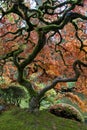 Red maple, Japanese garden Royalty Free Stock Photo