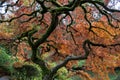 Red maple, Japanese garden Royalty Free Stock Photo