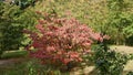 Red maple in japanese garden. Royalty Free Stock Photo