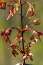 Red maple keys in Shenipsit Reservoir in Tolland, Connecticut