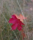 Red maple leaf on a blurred autumn background. Soft focus Royalty Free Stock Photo