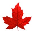 Red maple leaf Royalty Free Stock Photo