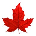 Red maple leaf