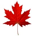 Red Maple Leaf Royalty Free Stock Photo