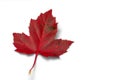 Red Maple Leaf Royalty Free Stock Photo