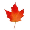 Red Maple Leaf Royalty Free Stock Photo