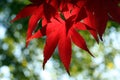 Red Maple Leaf Royalty Free Stock Photo