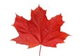 Red maple leaf. Royalty Free Stock Photo