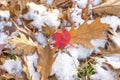 Red maple leaf amidst autumn oak leaves on a snowy ground Royalty Free Stock Photo