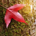 Red maple leaf as an autumn symbol Royalty Free Stock Photo