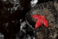 Red maple leaf as an autumn symbol Royalty Free Stock Photo