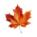 Red maple leaf as an autumn symbol as a seasonal themed concept