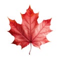 Red maple leaf as an autumn symbol as a seasonal themed concept Royalty Free Stock Photo