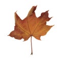 Red maple leaf as an autumn symbol Royalty Free Stock Photo