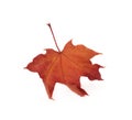 Red maple leaf as an autumn symbol Royalty Free Stock Photo