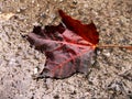 Red maple leaf on the asphalt in the rain. Royalty Free Stock Photo