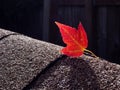 Red maple leaf on asphalt shingles Royalty Free Stock Photo