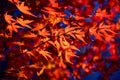 Red Maple leaf in Autum Royalty Free Stock Photo