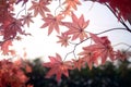 Red maple leaf in Autum season Royalty Free Stock Photo