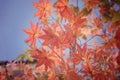 Red maple leaf in Autum season Royalty Free Stock Photo