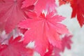Red maple leaf Royalty Free Stock Photo