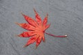 red maple leaf in autumn colour on slate from above Royalty Free Stock Photo