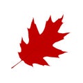 Red maple leaf, autumn cutout leaf on white background, isolated vector illustration Royalty Free Stock Photo