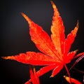 Red maple leaf in autumn