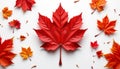 Red maple leaf autumn foliage white background single object fall season nature closeup vibrant color leaf pattern Royalty Free Stock Photo