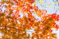 Red maple leaf in autumn season beautiful nature in Japan Royalty Free Stock Photo