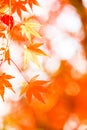 Red maple leaf, autumn sunset, tree blurred bokeh background, Japan Royalty Free Stock Photo