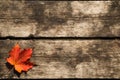 Red Maple Leaf Background Royalty Free Stock Photo