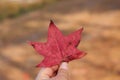 Red maple leaf being held by hand on forest pathway Royalty Free Stock Photo