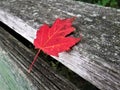 Red maple leaf on a bench in autumn. Royalty Free Stock Photo