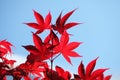 Red maple leaf on blue sky background Royalty Free Stock Photo